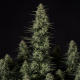 Punch Pie - ROYAL QUEEN SEEDS X TYSON 2.0 | TanieSianie.pl
