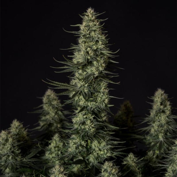 Punch Pie - ROYAL QUEEN SEEDS X TYSON 2.0 | TanieSianie.pl