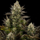 White Widow - DINAFEM | TanieSianie.pl