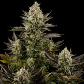 White Widow - DINAFEM | TanieSianie.pl