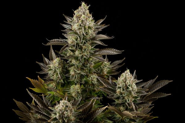 White Widow - DINAFEM | TanieSianie.pl