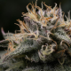 Punch Pie - ROYAL QUEEN SEEDS X TYSON 2.0 | TanieSianie.pl