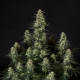 Punch Pie - ROYAL QUEEN SEEDS X TYSON 2.0 | TanieSianie.pl