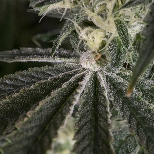 Punch Pie - ROYAL QUEEN SEEDS X TYSON 2.0 | TanieSianie.pl