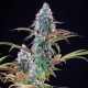 Punch Pie - ROYAL QUEEN SEEDS X TYSON 2.0 | TanieSianie.pl