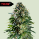 Corkscrew Auto - ROYAL QUEEN SEEDS X TYSON 2.0 | TanieSianie.pl
