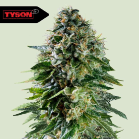 Corkscrew Auto - ROYAL QUEEN SEEDS X TYSON 2.0 | TanieSianie.pl