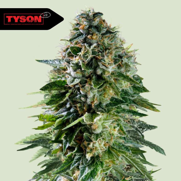 Corkscrew Auto - ROYAL QUEEN SEEDS X TYSON 2.0 | TanieSianie.pl
