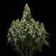 Corkscrew Auto - ROYAL QUEEN SEEDS X TYSON 2.0 | TanieSianie.pl