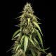 Corkscrew Auto - ROYAL QUEEN SEEDS X TYSON 2.0 | TanieSianie.pl