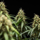 Corkscrew Auto - ROYAL QUEEN SEEDS X TYSON 2.0 | TanieSianie.pl