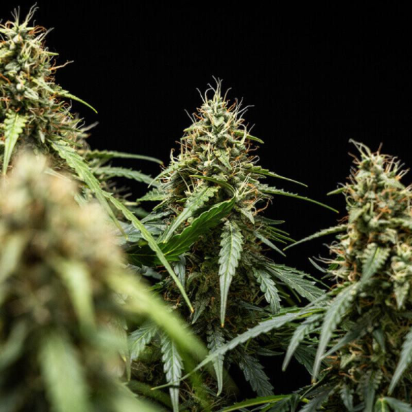 Corkscrew Auto - ROYAL QUEEN SEEDS X TYSON 2.0 | TanieSianie.pl