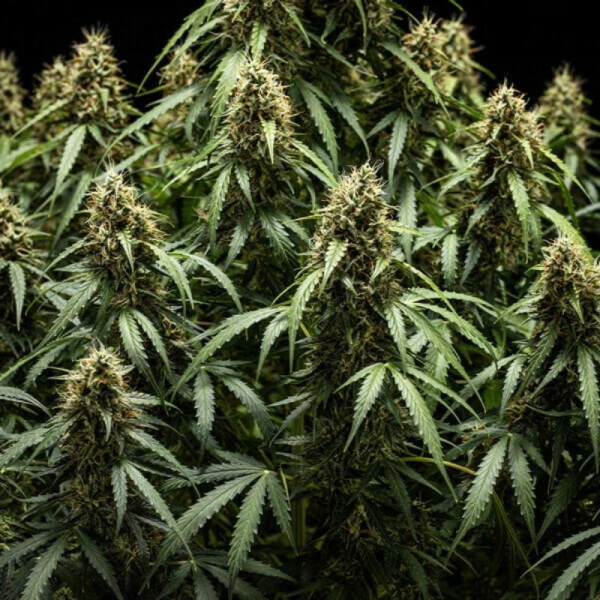 Corkscrew Auto - ROYAL QUEEN SEEDS X TYSON 2.0 | TanieSianie.pl