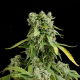 Blue Cheese Autoflowering - DINAFEM | TanieSianie.pl