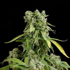 Blue Cheese Autoflowering - DINAFEM | TanieSianie.pl