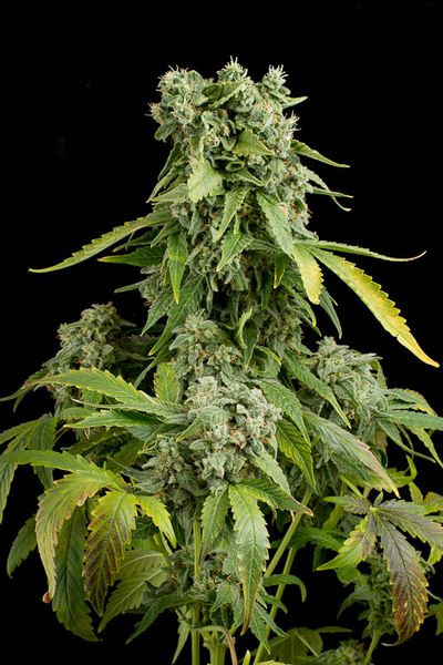 Blue Cheese Autoflowering - DINAFEM | TanieSianie.pl