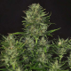 Godfather OG | TanieSianie.pl
