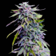 Grandaddy Purple | TanieSianie.pl