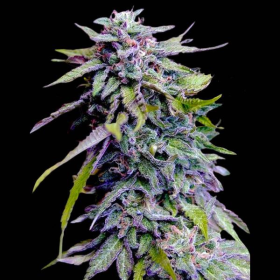 Grandaddy Purple | TanieSianie.pl