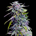 Grandaddy Purple