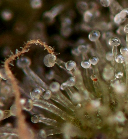 DMT Auto | TanieSianie.pl