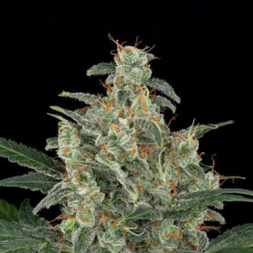 Cheese Autoflowering - DINAFEM | TanieSianie.pl
