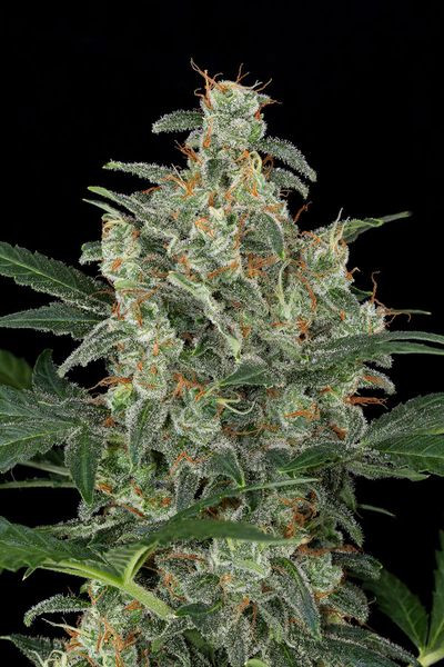 Cheese Autoflowering - DINAFEM | TanieSianie.pl