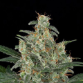 Cheese Autoflowering - DINAFEM