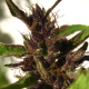 Shaman - DUTCH PASSION | TanieSianie.pl
