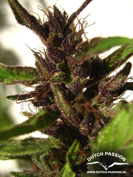 Shaman - DUTCH PASSION | TanieSianie.pl