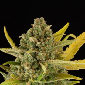 Critical Cheese Autoflowering - DINAFEM | TanieSianie.pl
