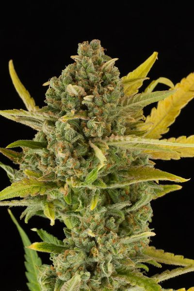 Critical Cheese Autoflowering - DINAFEM | TanieSianie.pl