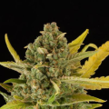 Critical Cheese Autoflowering - DINAFEM