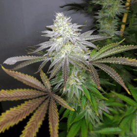 Apple Fritter Auto | TanieSianie.pl