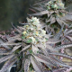 Peanut Butter Breath | TanieSianie.pl