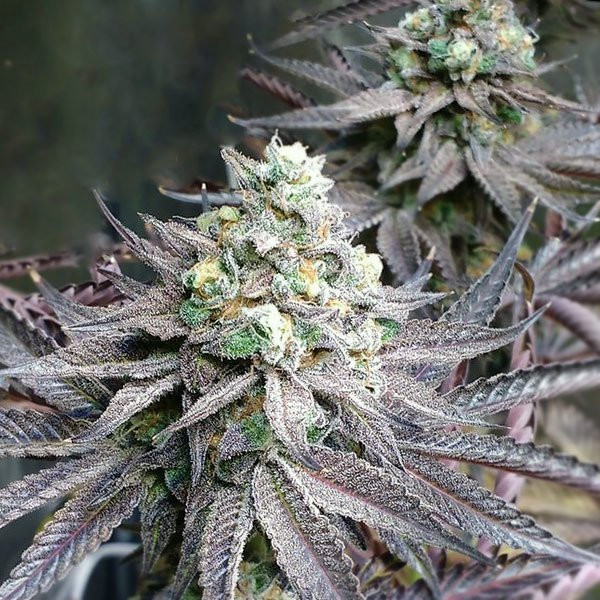 Peanut Butter Breath | TanieSianie.pl