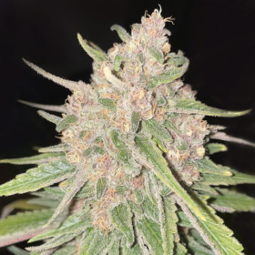 Peanut Butter Breath Auto | TanieSianie.pl