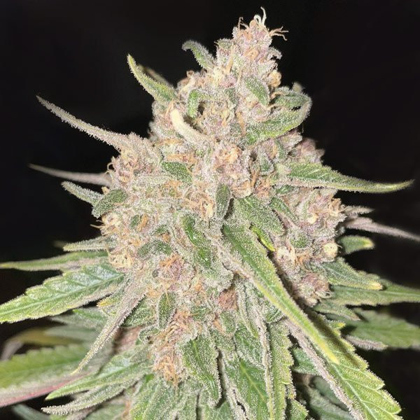 Peanut Butter Breath Auto | TanieSianie.pl