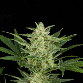 Critical Jack Autoflowering - DINAFEM | TanieSianie.pl