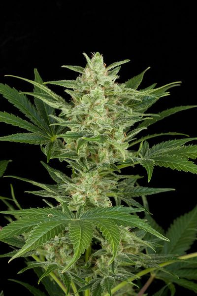 Critical Jack Autoflowering - DINAFEM | TanieSianie.pl