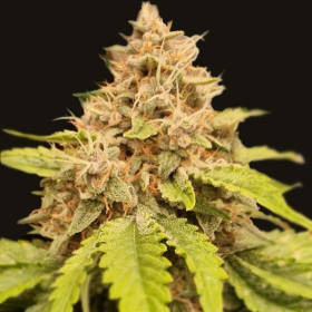 Gushers Auto | TanieSianie.pl