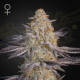 Airl Lemon - GREEN HOUSE SEEDS | TanieSianie.pl
