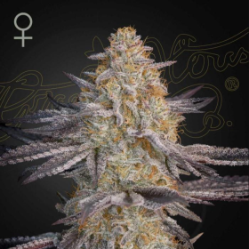 Super Lemon Haze x RS11 - GREEN HOUSE SEEDS | TanieSianie.pl