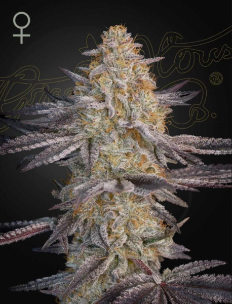 Airl Lemon - GREEN HOUSE SEEDS | TanieSianie.pl