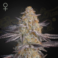Air Lemon - GREEN HOUSE SEEDS