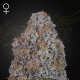 Airl Lemon - GREEN HOUSE SEEDS | TanieSianie.pl