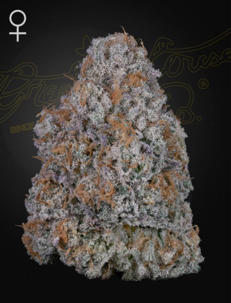 Airl Lemon - GREEN HOUSE SEEDS | TanieSianie.pl