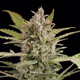 Critical + 2.0 Autoflowering - DINAFEM | TanieSianie.pl