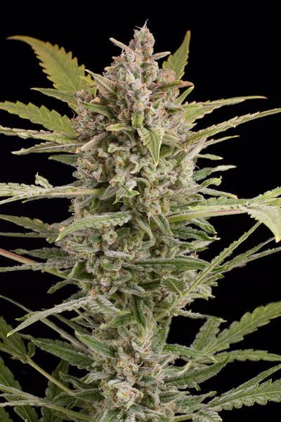 Critical + 2.0 Autoflowering - DINAFEM | TanieSianie.pl