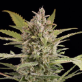 Critical + 2.0 Autoflowering - DINAFEM